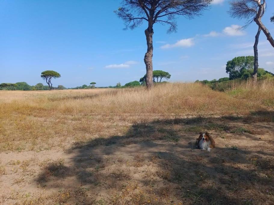 Sea Of Rome - Holiday Home ليدو دي أوستيا المظهر الخارجي الصورة